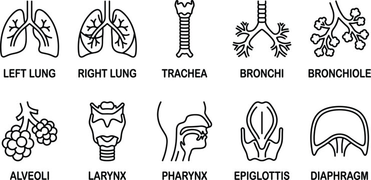 Human respiratory system organ icons showing lungs trachea bronchi bronchiole alveoli larynx pharynx epiglottis and diaphragm
