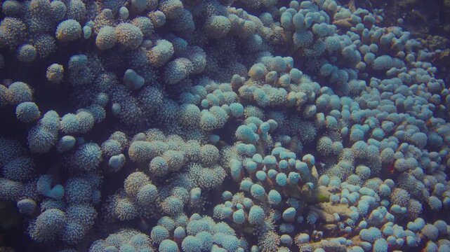 Explore stunning coral reefs filled with various fish species. Observe the vibrant colors and unique behaviors of marine life in their natural habitat.