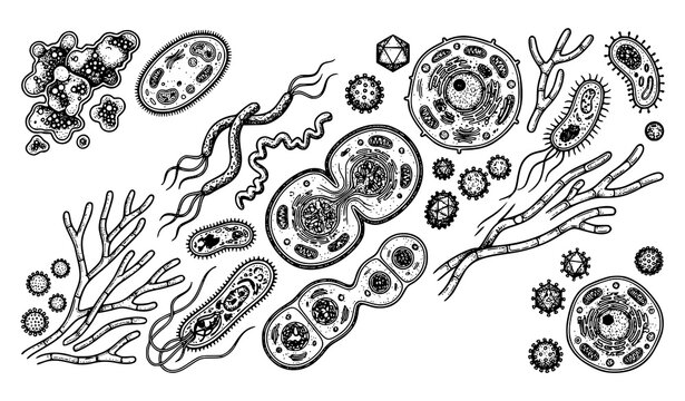 Detailed microscopic bacteria and microorganism collection featuring diverse biological cells, germs, and laboratory science illustrations