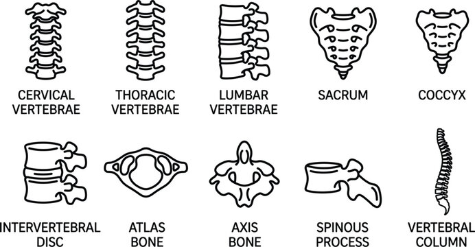 Human spine anatomy collection showing labeled cervical thoracic lumbar vertebrae sacrum coccyx disc atlas axis spinous process column