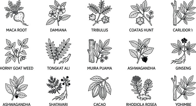 Medicinal plant vector bundle including maca root tongkat ali muira puama damiana tribulus horny goat weed and yohimbe