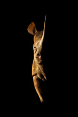 Black rhino stands side-lit staring towards camera © Nick Dale