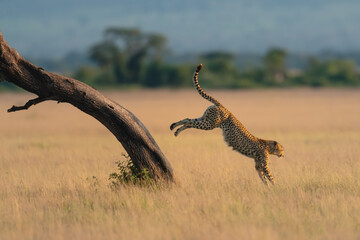 Cheetah jumping down from tree in savannah © Nick Dale