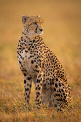 Cheetah sitting in grassy plain turning right © Nick Dale