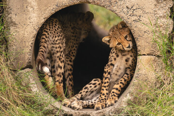 Cheetah cub lying in pipe with another © Nick Dale