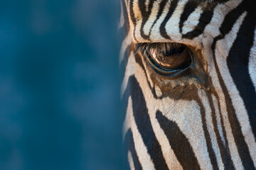 Fototapeta premium Close-up of right eye of Grevy zebra