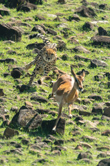 Female cheetah chases impala down rocky slope © Nick Dale