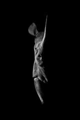 Mono black rhino side-lit staring towards camera © Nick Dale