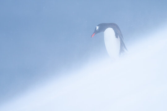 Gentoo penguin stands looking down snowy slope