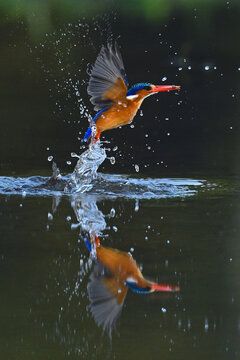 Malachite kingfisher beats wings flying from water