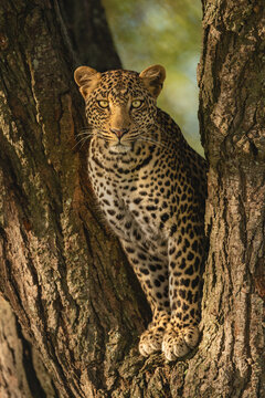 Leopard eyeing camera from fork of tree