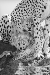 Mono cubs lie on mound under cheetah © Nick Dale