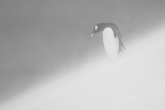 Mono gentoo penguin stands looking down slope