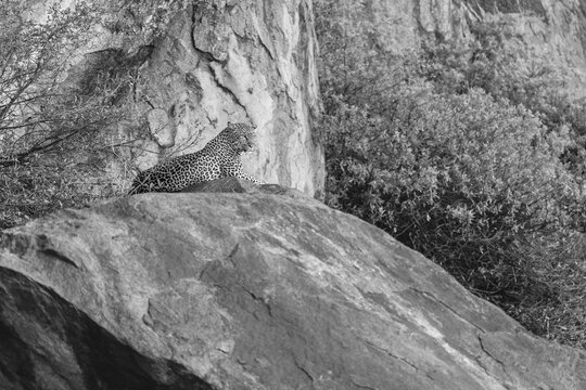 Mono leopard on rock staring into distance