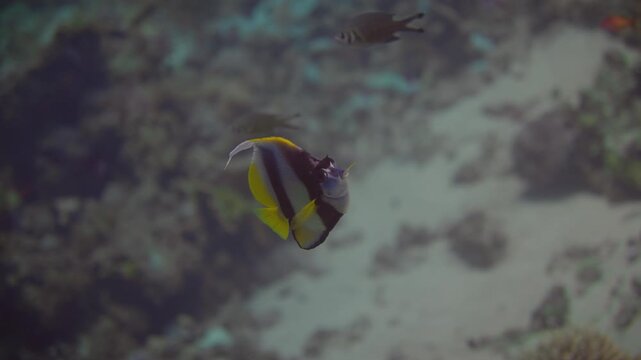 Witness a lively underwater world filled with diverse fish swimming among beautiful coral reefs. Learn about various species and their natural behaviors in this captivating marine environment.