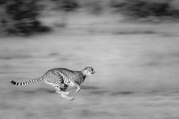 Mono slow pan of cheetah crossing grassland © Nick Dale