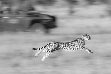 Mono slow pan of cheetah racing truck © Nick Dale