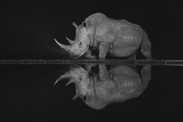Mono white rhino passes waterhole at night © Nick Dale