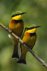 Obraz premium Two little bee-eaters with catchlights on branch