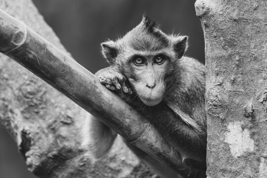 Mono long-tailed macaque leaning head on paws