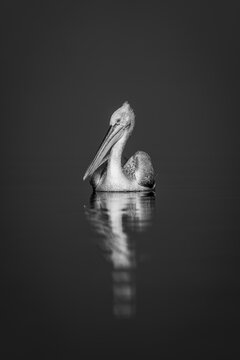 Mono pelican watches camera on blue lake