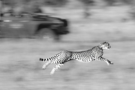 Mono slow pan of cheetah racing truck