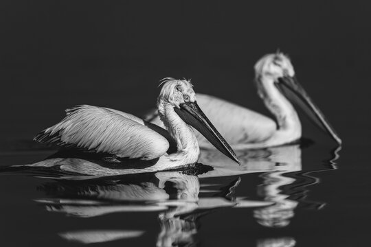 Mono two pelicans swim side-by-side across lake