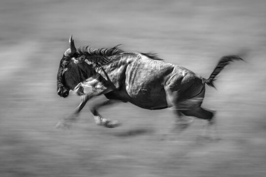 Mono slow pan of blue wildebeest galloping