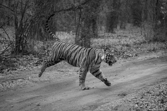 Mono tiger runs across track in forest