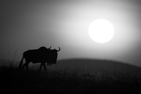 Mono wildebeest walking at dawn along horizon