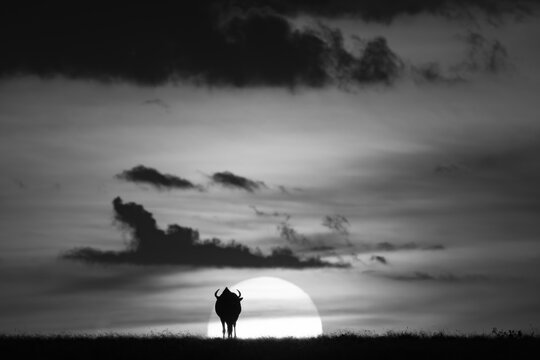 Mono wildebeest silhouetted against sun on horizon