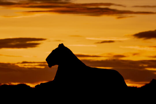 Silhouette of lioness in profile at sunrise