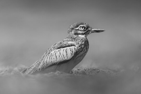 Mono water thick-knee nestles on dusty floodplain