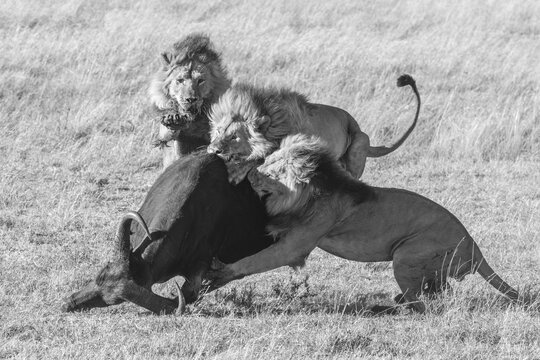 Mono three male lions take down buffalo