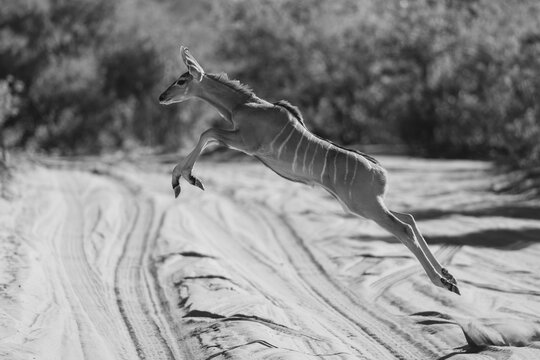 Mono young greater kudu jumps over track