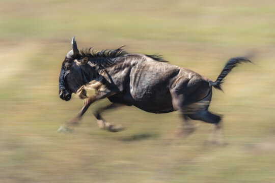 Slow pan of blue wildebeest galloping past