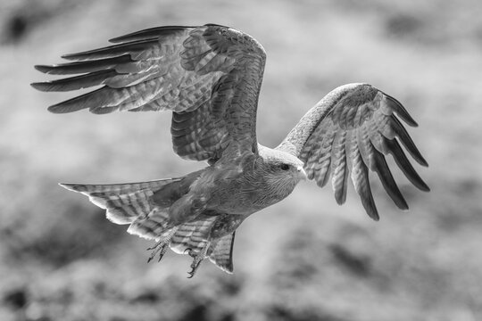 Mono yellow-billed kite lifts wings to land