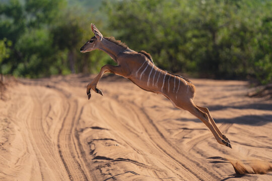 Young greater kudu jumps over sandy track