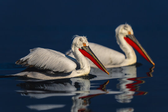 Two Dalmatian pelicans swim side-by-side across lake