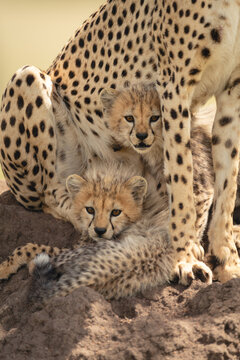 Two cubs lie on mound under cheetah