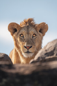 Young male lion watches camera over rocks