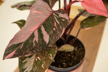 Close-up of a vibrant pink Philodendron erubescens leaf in a home interior plant collection © Arina Cristalova