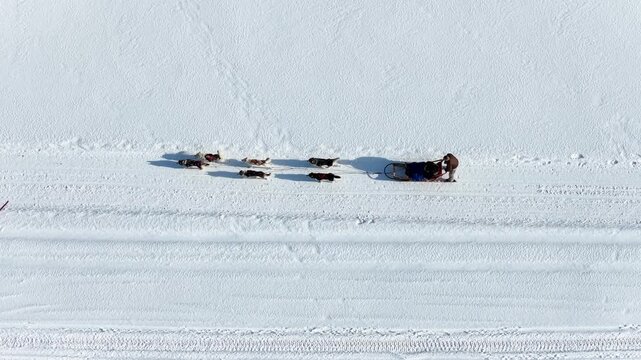 Top Down Aerial View of Dog Sled Team on Snowy Frozen Lake