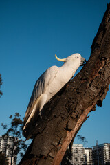 Close-up view of cockatoo bird on the tree branch. © AlexandraDaryl