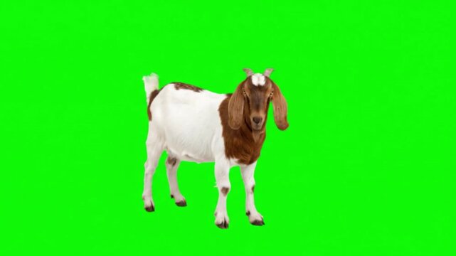 Realistic Goat Natural Movement on Green Screen Background &ndash; Farm Animal Video Footage