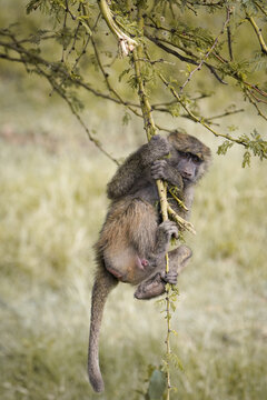 Affe
