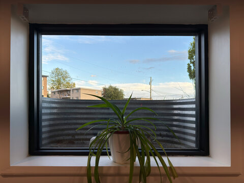 Vue depuis la fen&ecirc;tre sur la rue et sur une plante d'int&eacute;rieur en pot. Une fen&ecirc;tre de sous-sol. fen&ecirc;tre du sous-sol avec une margelle.	