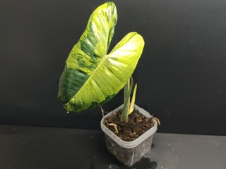 Various views of Philodendron Burle Marx cultivars featuring green, yellow variegata and mint variegated leaves, tropical houseplant collection © GeoWild