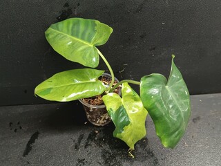 Various views of Philodendron Burle Marx cultivars featuring green, yellow variegata and mint variegated leaves, tropical houseplant collection © GeoWild