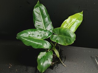 Various views of Philodendron Burle Marx cultivars featuring green, yellow variegata and mint variegated leaves, tropical houseplant collection © GeoWild